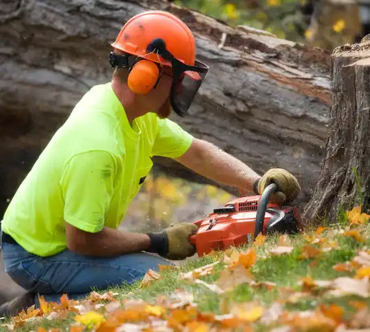 tree services Massillon